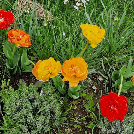 Frühlingsboten