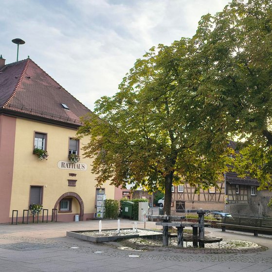 Rathaus, Brunnen und Platz mit Laubb&auml;umen