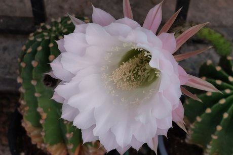 Säulenkaktusblüte