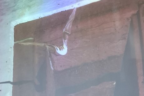 Fledermaus gro&szlig;es Mauseohr