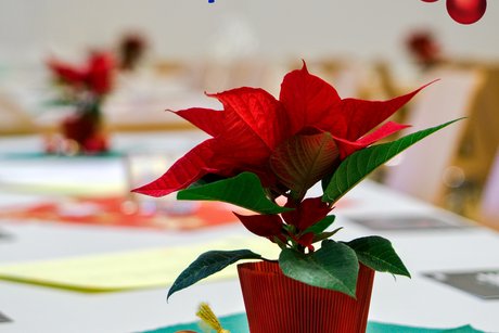 Dekorierter Weihnachtsstern