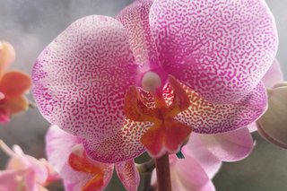 Phalaenopsis, auch Nachtfalterorchidee genannt