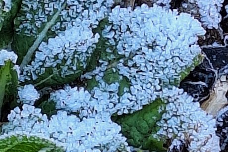 Der Raureif l&auml;sst sich nicht vertreiben!