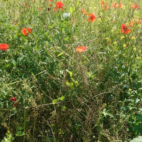 Der Sommer zeigt uns eine wunderschöne Blumenvielfalt.