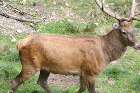 Wildpark Mehlmeisel
