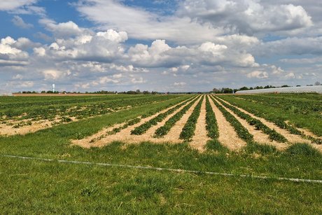 Erdbeerfeld