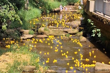kurz vor dem Ziel wird nochmals alles gegeben !!! Enten schwimmen im Bach
