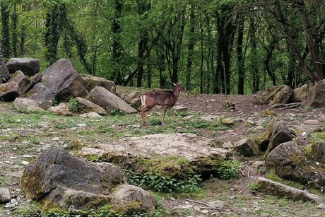 Wildtierpark in Bad Mergentheim
