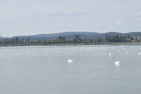 Schw&auml;ne vor dem Wollmatinger Ried