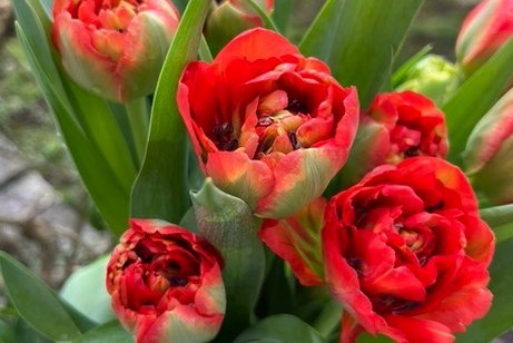 TULPEN
