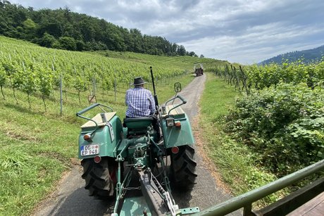 Traktor mit Planwagen in den Weinbergen