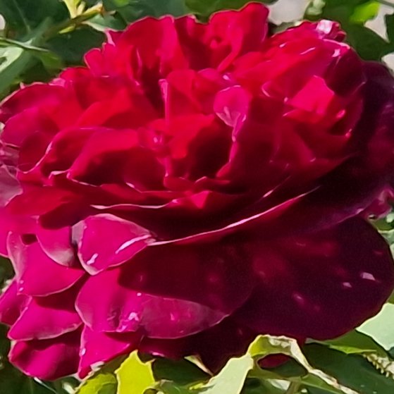 eine dunkelrote Rosenblüte
