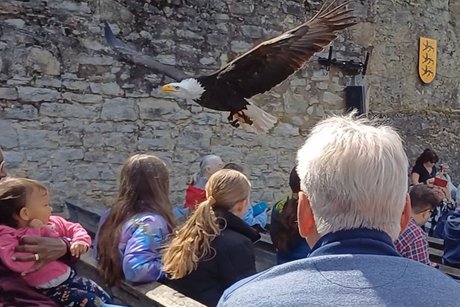 Weißkopf-Adler im Flug