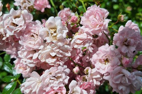 Einen kleinen Teil vom rosarot blühenden Mini-Rosenbusch