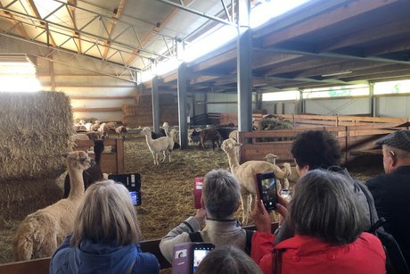 Unsere Gruppe im Stall der Alpakas Unsere Gruppe im Stall der Alpakas
