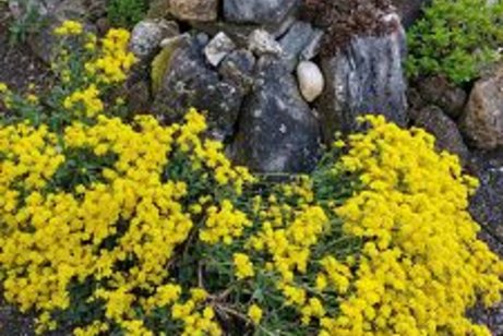Blumen um die Steine