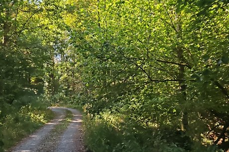 Strecke durch den Wald