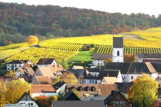 In den Weinbergen