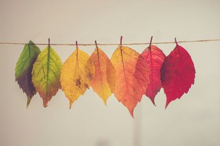 Bunte Herbstblätter an einer Wäscheleine