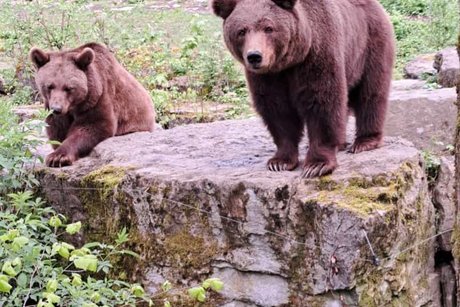 Wildtierpark in Bad Mergentheim