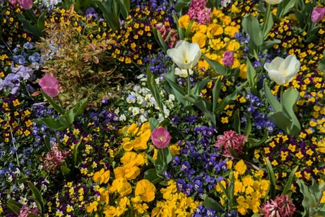 Bl&uuml;tenpracht im Dehnerpark