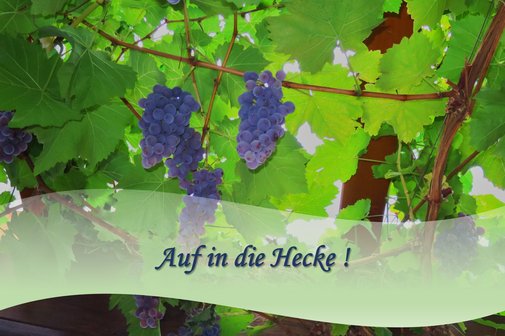 Weintrauben am Stock mit Einladung zur Kostung im Weingut Rot-Weintrauben am Stock mit Einladung zur Kostung im Weingut