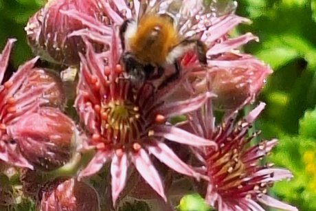 Eine Hummel beim Nektar sammeln
