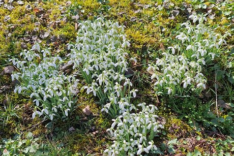 Die Schneegl&ouml;ckchen stehen schon in voller Bl&uuml;te