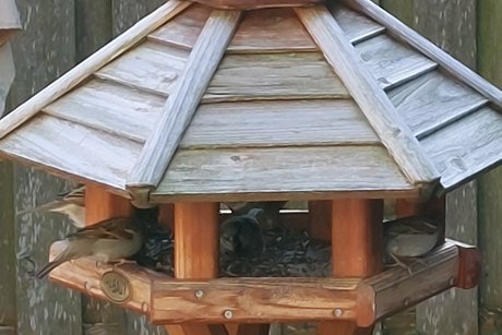 Unsere gefiederten Gartenbewohner beim täglichen Frühstück