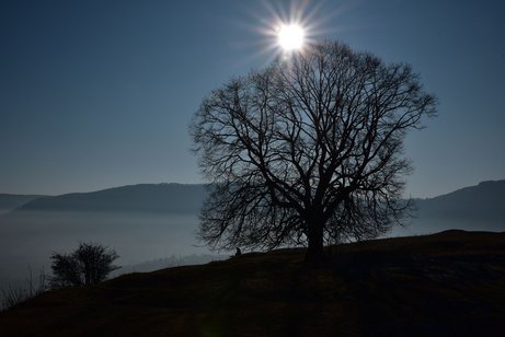Baum in winterlicher Landschaft auf der Limburg bei Weilheim