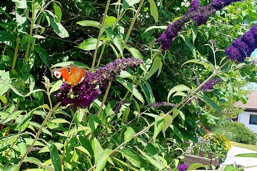Ein Sommerflieder mit einem Schmetterling auf der Blüte.