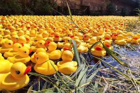 gelbe Plastikenten dr&auml;ngen sich schwimmend im Bach