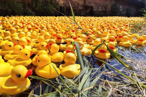 gelbe Plastikenten dr&auml;ngen sich schwimmend im Bach