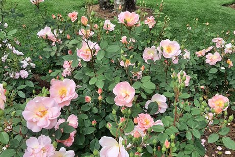 Rosen