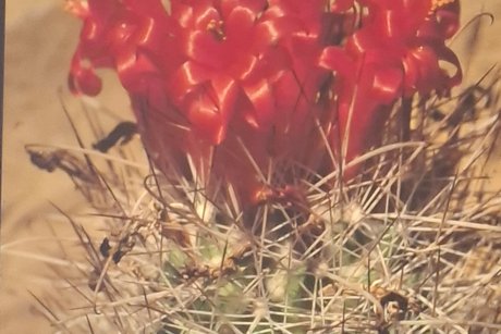 Kakteenbl&uuml;te aus Sammlung Holger Dopp