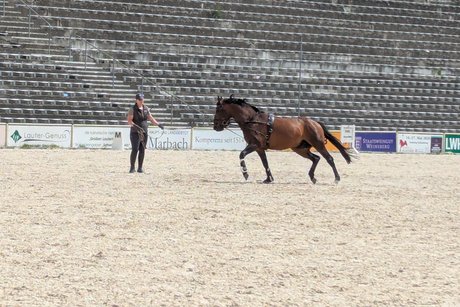 Longiertraining auf dem Reitplatz