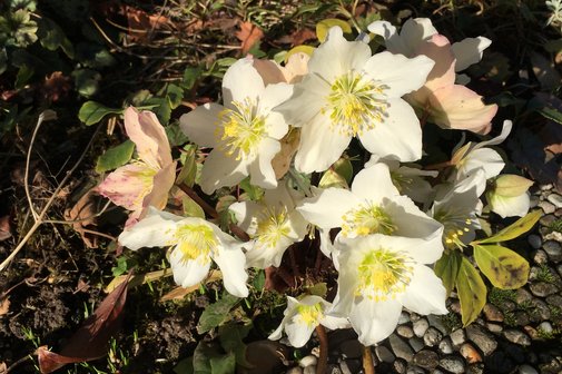 Christrosen widerstehen Schnee und Kälte