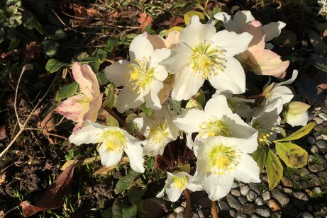Christrosen widerstehen Schnee und K&auml;lte