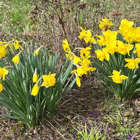 Bl&uuml;hende Osterglocken