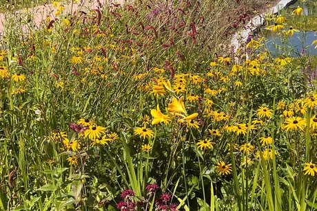 Blumenwiese
