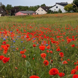 Eine Wiese mit Klatschmohn