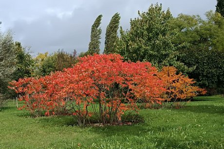 Herbstlaub