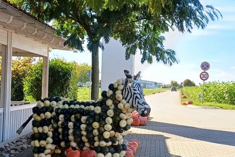 Ein Zebra, dessen Körper aus vielen kleinen Kürbissen besteht