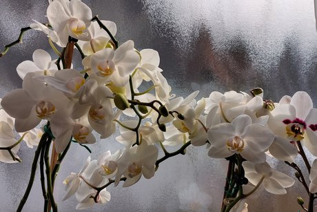 Auch die Orchideen bl&uuml;hen wundersch&ouml;n!