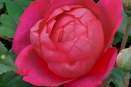 Die Präsentation einer wunderschönen Teerosenblüte!