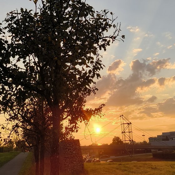 Sonnenaufgang , blauer Himmel, Baum und Weg im Feld