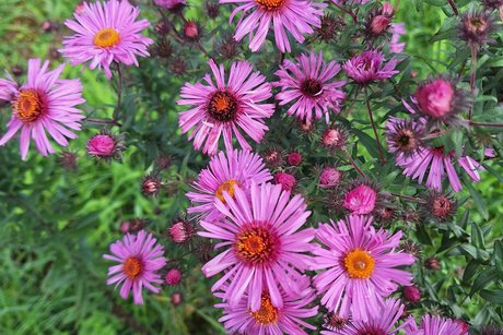 Herbstastern in voller Blüte