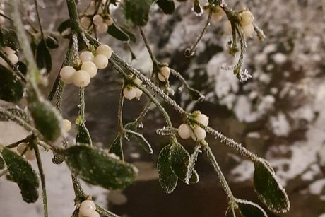 Mistelzweig gefroren &uuml;ber kleinem Bach mit Wasser und Schnee