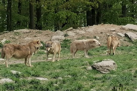 Wildtierpark in Bad Mergentheim
