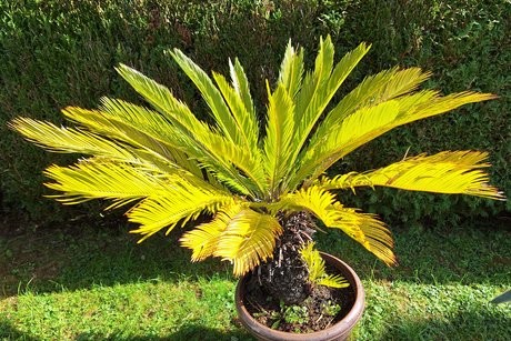 Palmfarn im Sonnenschein